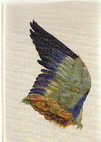  Achetez le livre d'occasion L'oiseau de Marcel Jullian sur Livrenpoche.com 
